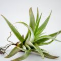 air plant