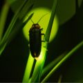 firefly on a blade of grass
