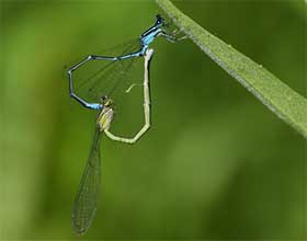 mating damselflies