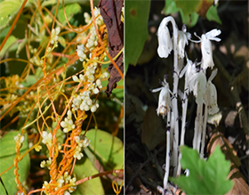 dodder and ghostplant