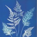 blue and white Cyanotypes and Lumen Print of leaves