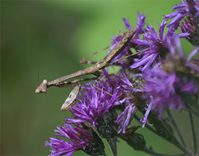 Carolina mantis in Bill Yeck Park