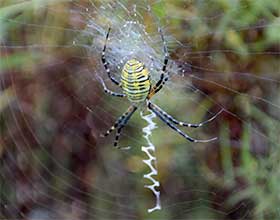 garden spider