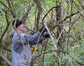 a volunteer removing honeysuckle from a nature park