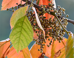 poison ivy leaves and berries