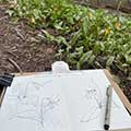a sketchbook with drawings of trout lilies
