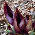 brown skunk cabbage with 3 blooms