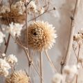 white dried flowers