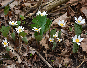 bloodroot