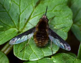 bee fly on a leaf