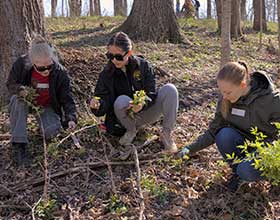 three people pulling garlic mustard in a forest