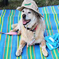 A golden dog with grey fur around its snout and mouth open like a smile wears a bucket hat with the Centerville-Washington Park District logo while lying on a picnic blanket.