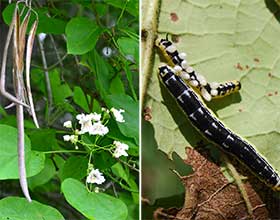 two images side by side. Catalpa leaves and flowers on left, caterpillar on right