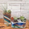 air plants planted in sand art terrariums