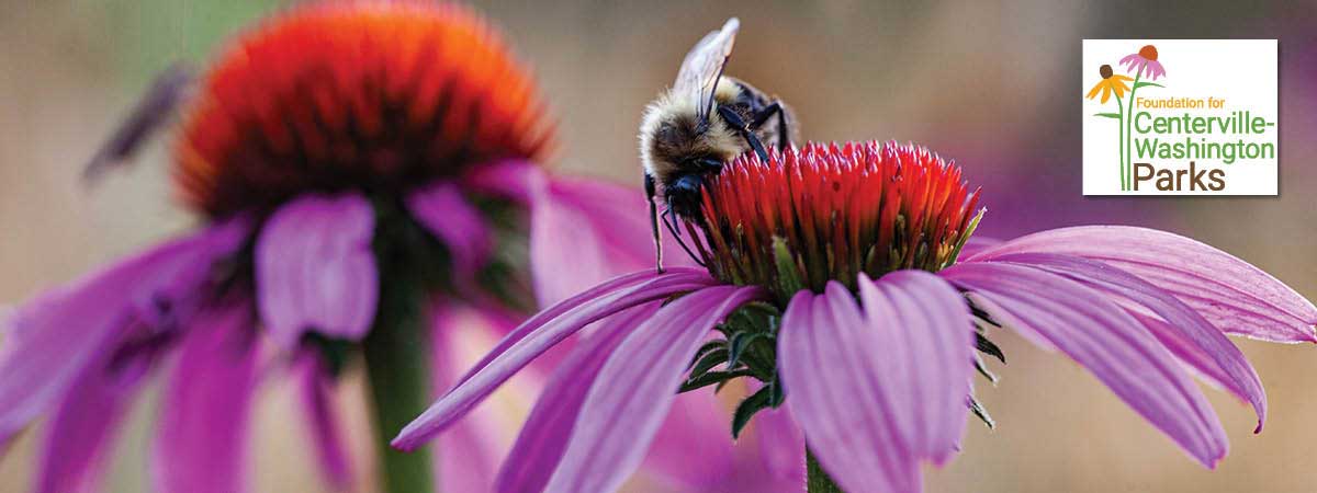 Bee on a purple coneflower. Foundation for Centerville-Washington Parks logo is in upper right corner.