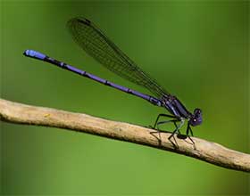 violet dancer on a stick