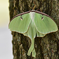 Image of a green luna moth on tree bark.