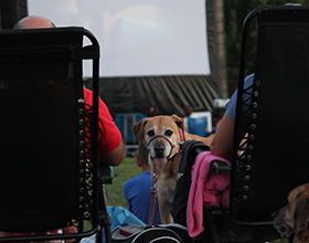 Image of a dog looking at the camera between two people in lawn chairs. There is an inflatable movie screen in the background.