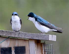 two tree swallows on top of a bird box