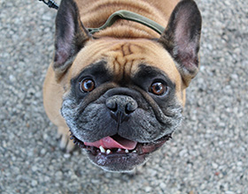 Image of a brown and black French Bulldog standing on a paved path looking up at the camera with its tongue hanging out.