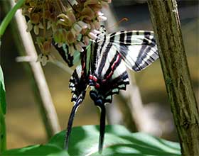 Zebra swallowtail on common milkweed