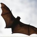 bat flying in the air