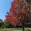 a tree in a park in the fall featuring changing colors of leaves