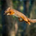 a brown squirrel jumping and flying through the air