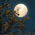 full moon peeking out behind a tree branch