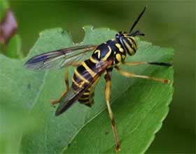 eastern hornet fly