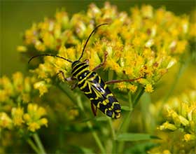close up of goldenrod flower and locust borer