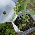 greenhouse made from a recycled greenhouse photo from https://ourhappybackyardfarm.com/