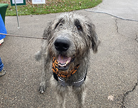 Grey dog with mouth open standing on a paved path wearing a pumpkin bandana.