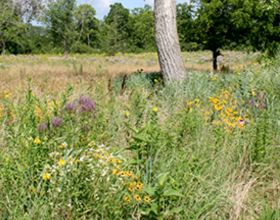 Pollinator habitat at Activity Center Park