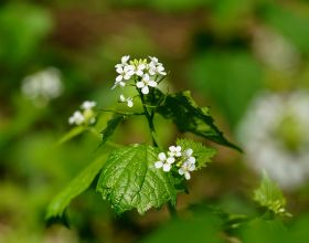 garlic mustard