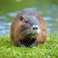 American Beaver photo